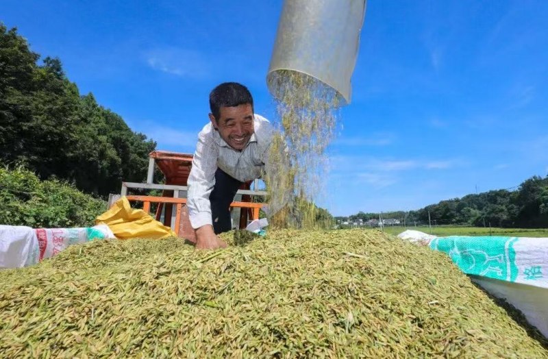 丰收的喜悦。简阳市融媒体中心供图