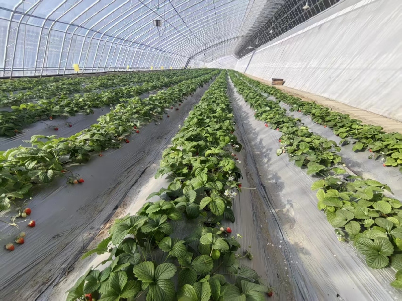 宁夏银川：智慧农业点亮现代农业新图景