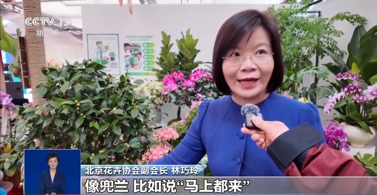 年宵花“花”式上新 年味“马上”来