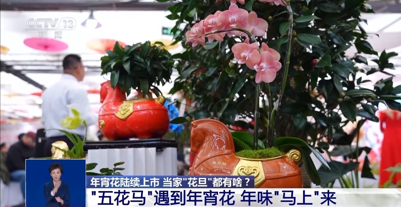 年宵花“花”式上新 年味“马上”来