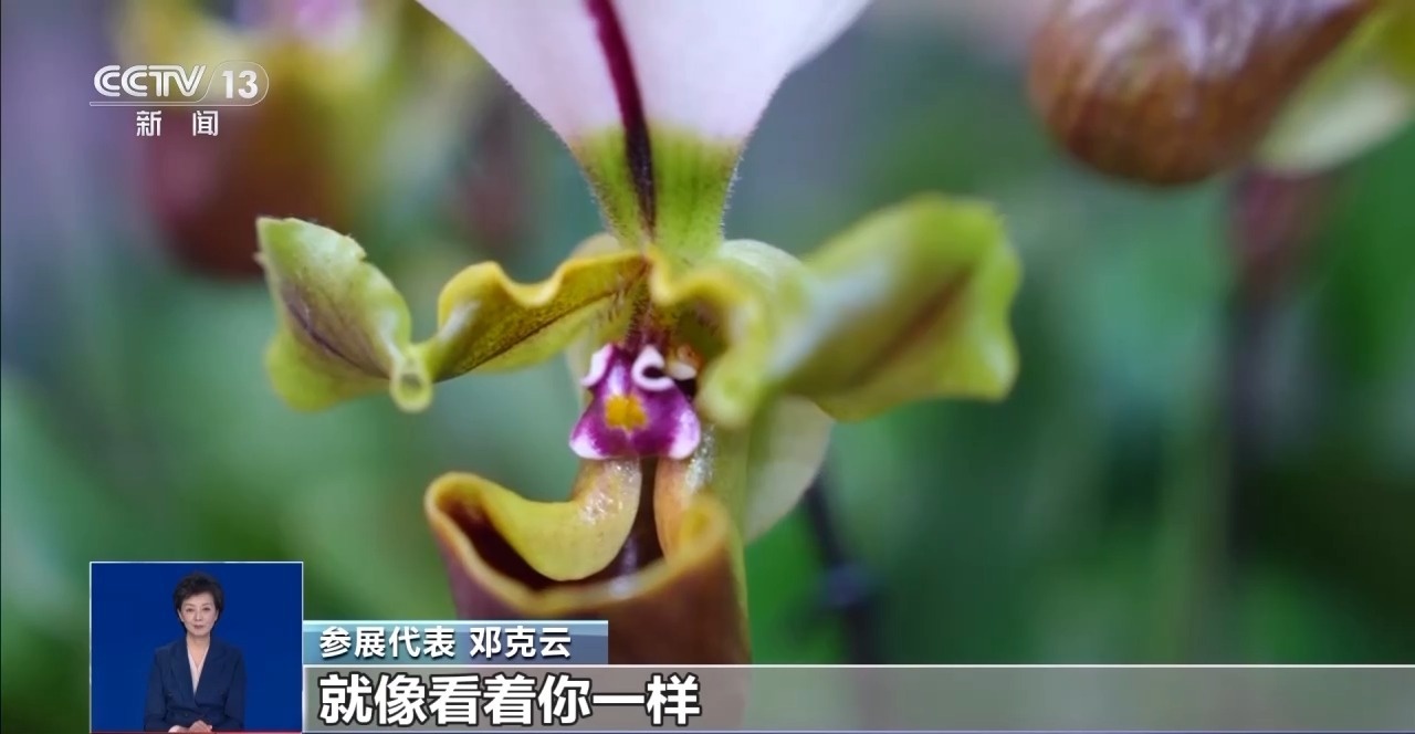 年宵花“花”式上新 年味“马上”来