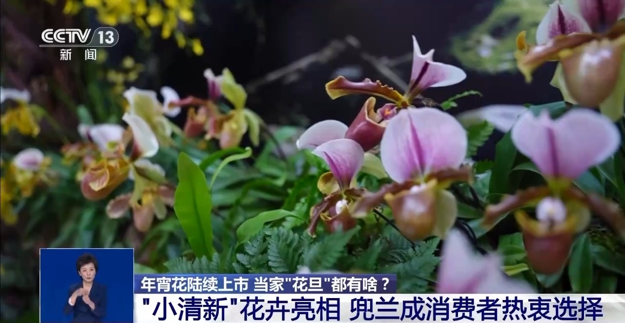 年宵花“花”式上新 年味“马上”来