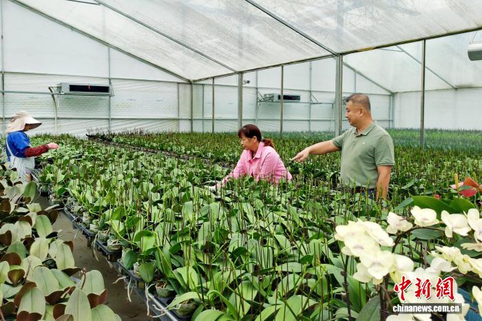 (走进中国乡村)广西年宵花市场升温 农民直播卖花“别样红”