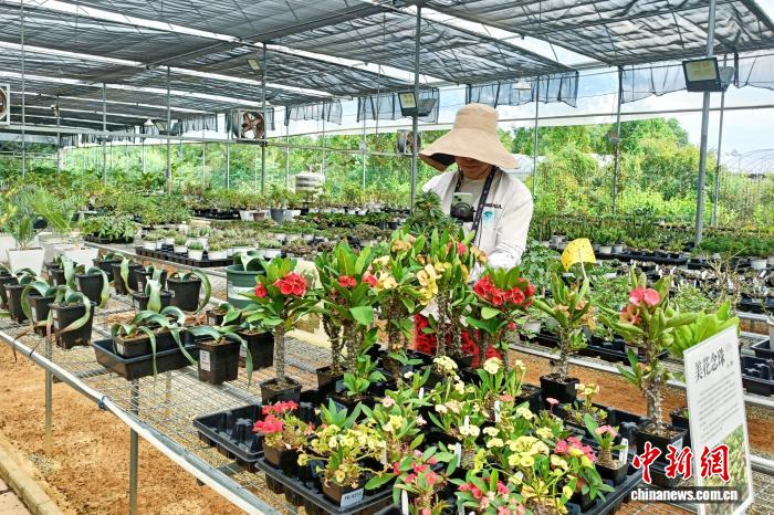 (走进中国乡村)广西年宵花市场升温 农民直播卖花“别样红”