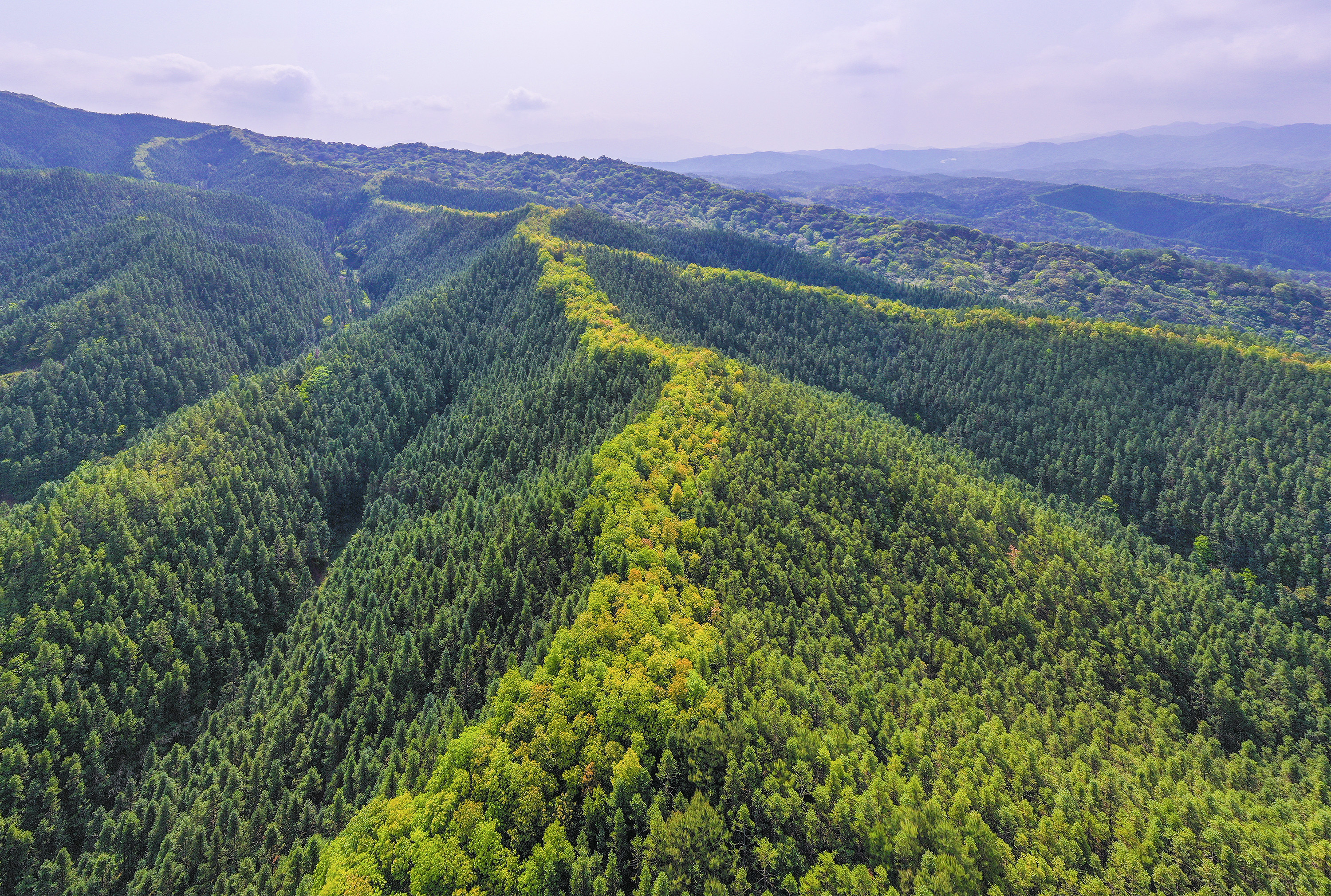 咬定“三高”目标不放松，绘就兴林富民壮美图景——探索“点绿成金”的福建样本