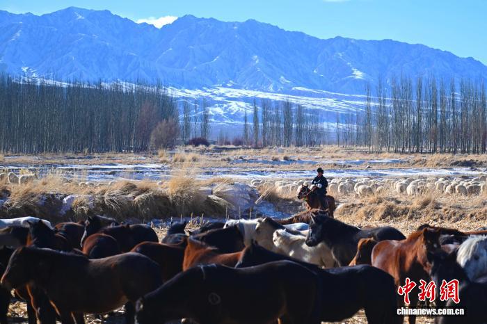 (新春走基层)肃北马背上的新牧人:青春接力,从草原到文旅融合