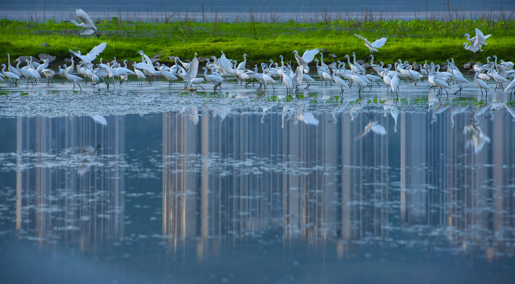 重庆开州让消落带从生态“痛点”变发展“亮点”
