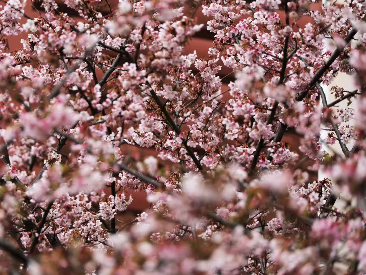 立春未至，樱花“抢先”开