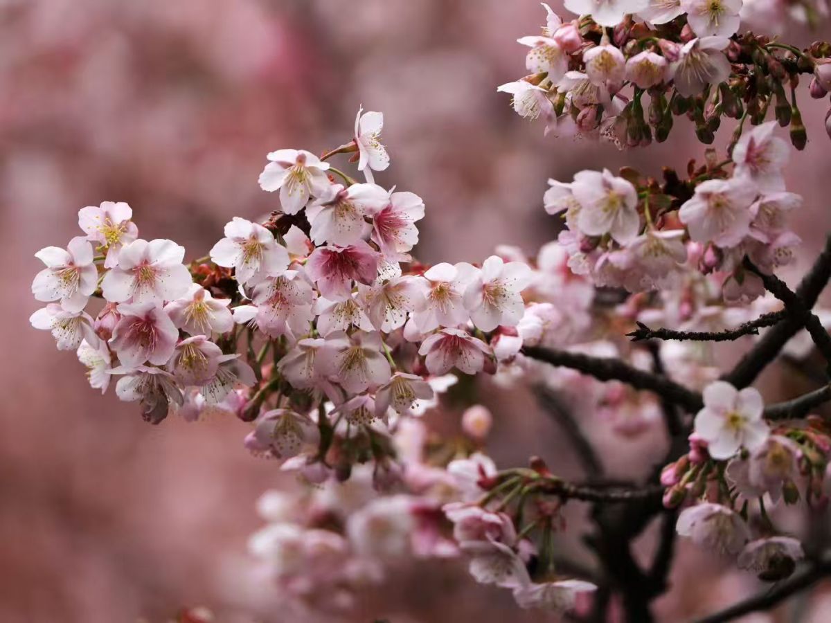立春未至,樱花“抢先”开 立春未至,樱花“抢先”开