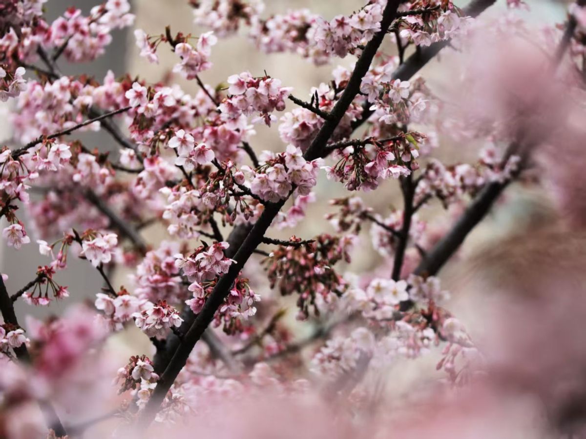 立春未至,樱花“抢先”开 立春未至,樱花“抢先”开