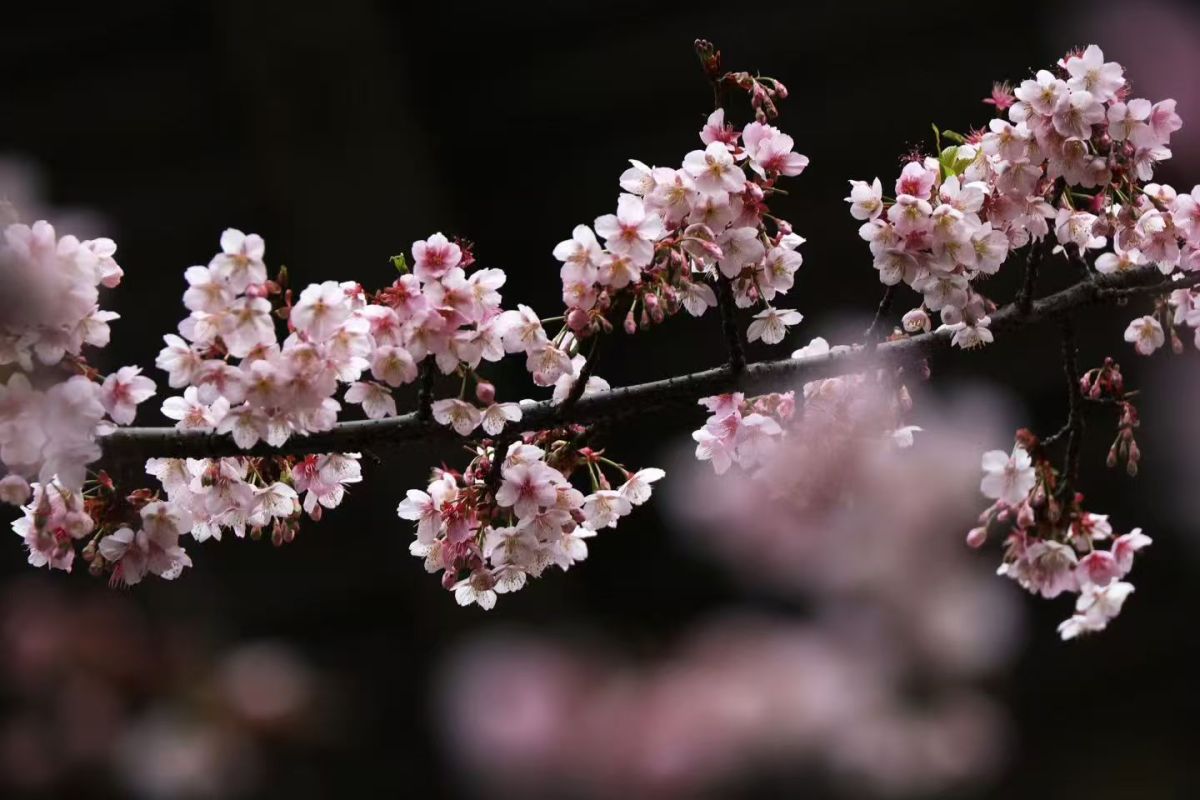 立春未至,樱花“抢先”开 立春未至,樱花“抢先”开