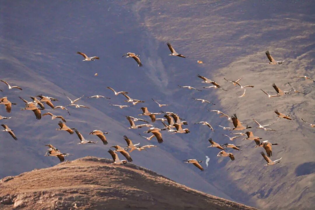 冬游拉萨,邂逅一场雪域暖阳的浪漫
