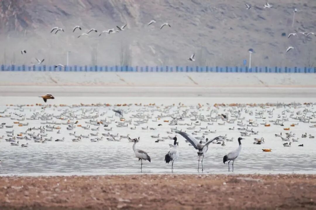 冬游拉萨,邂逅一场雪域暖阳的浪漫