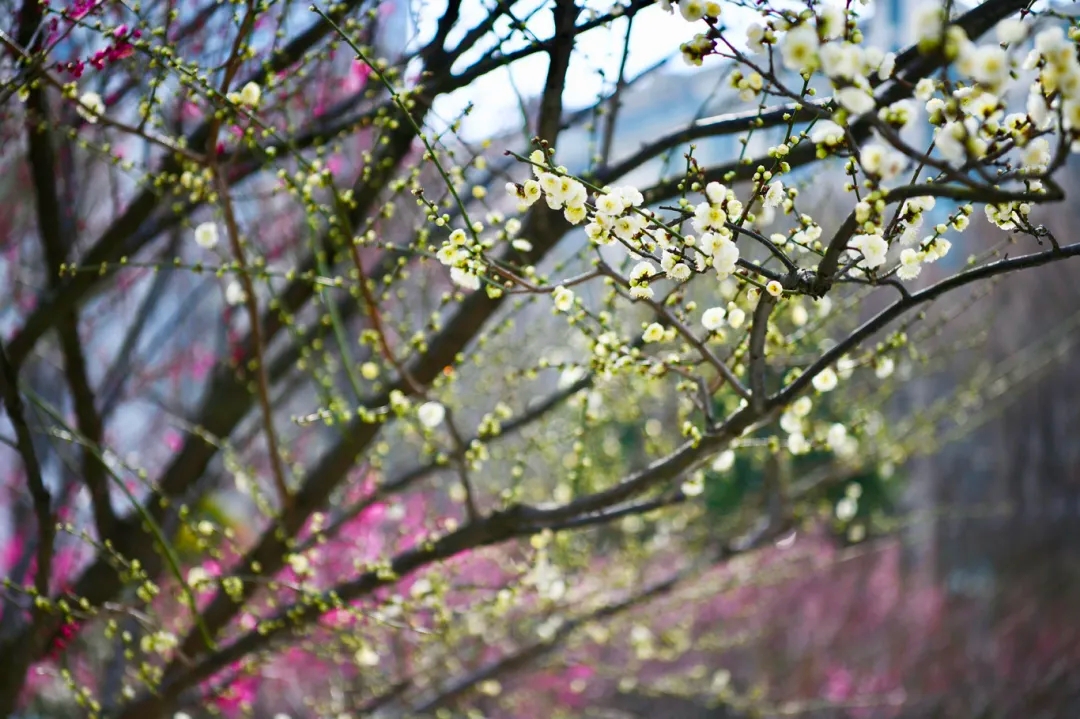 申城小美好|真如的蜡梅、梅川的梅花、四如春的春卷，立春的普陀有多美？