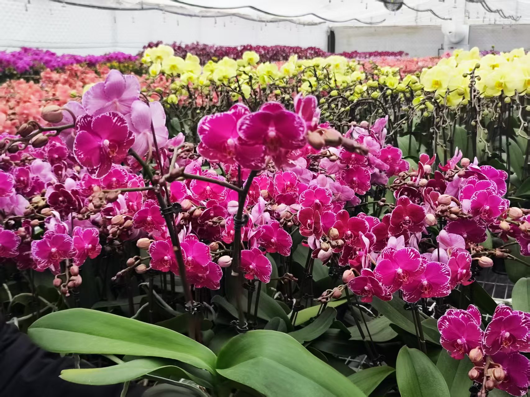 在上海寻年味|给年宵花“控温”，为光伏鱼塘发电，看电力服务乡村产业升级