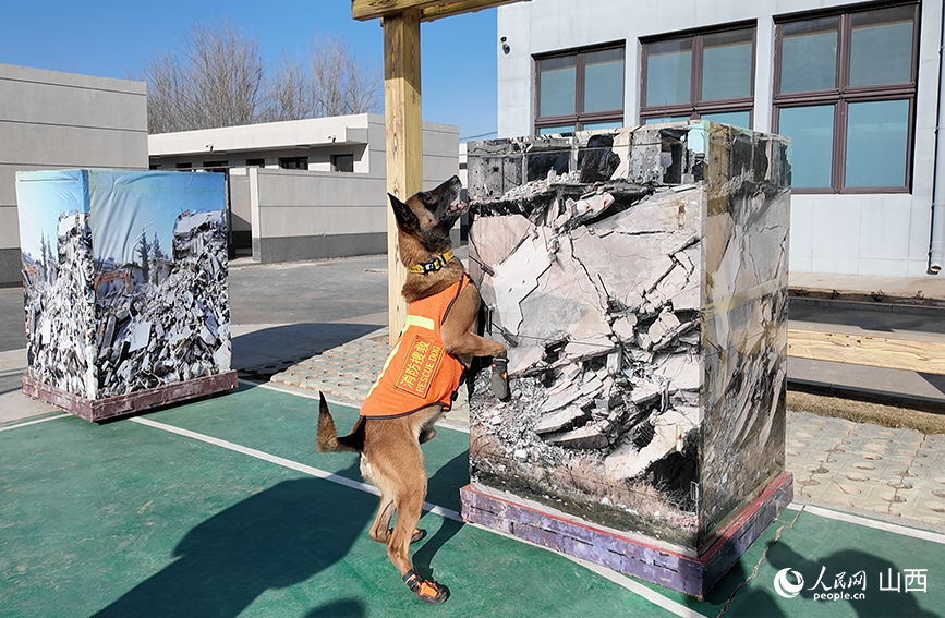 搜救犬在藏有“被困者”的箱体前示警吠叫。人民网记者 董童摄