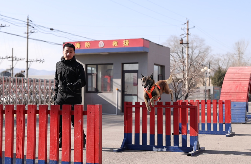 田金山与搜救犬进行攀爬训练。