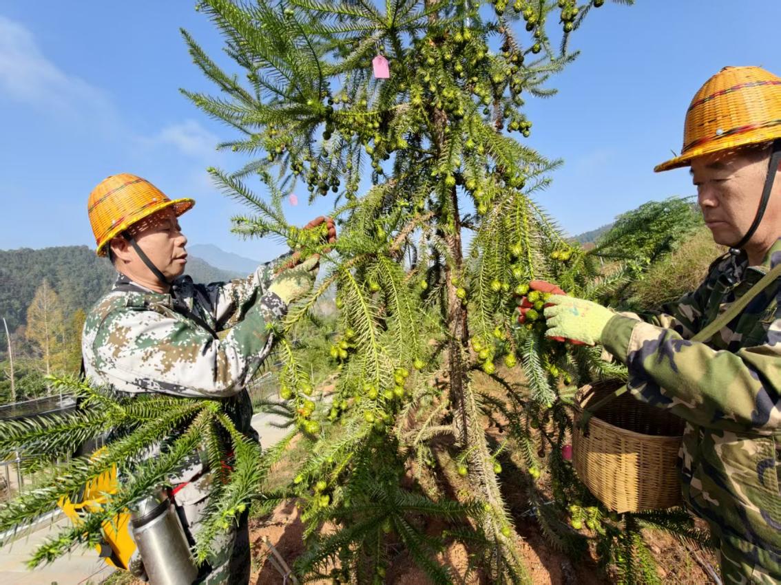 多维赋能强保障 林兴闽地谱新篇——福建持续强化支撑保障，用数智守护“绿色长城”