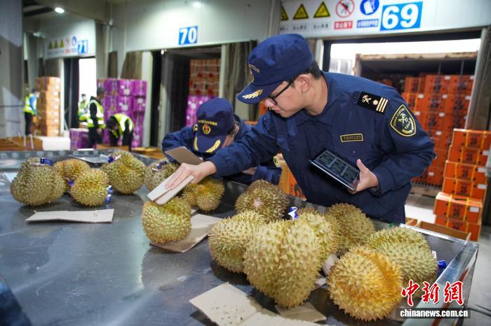 （新春见闻）国门前的“年味”担当：广西友谊关海关节前水果查验忙