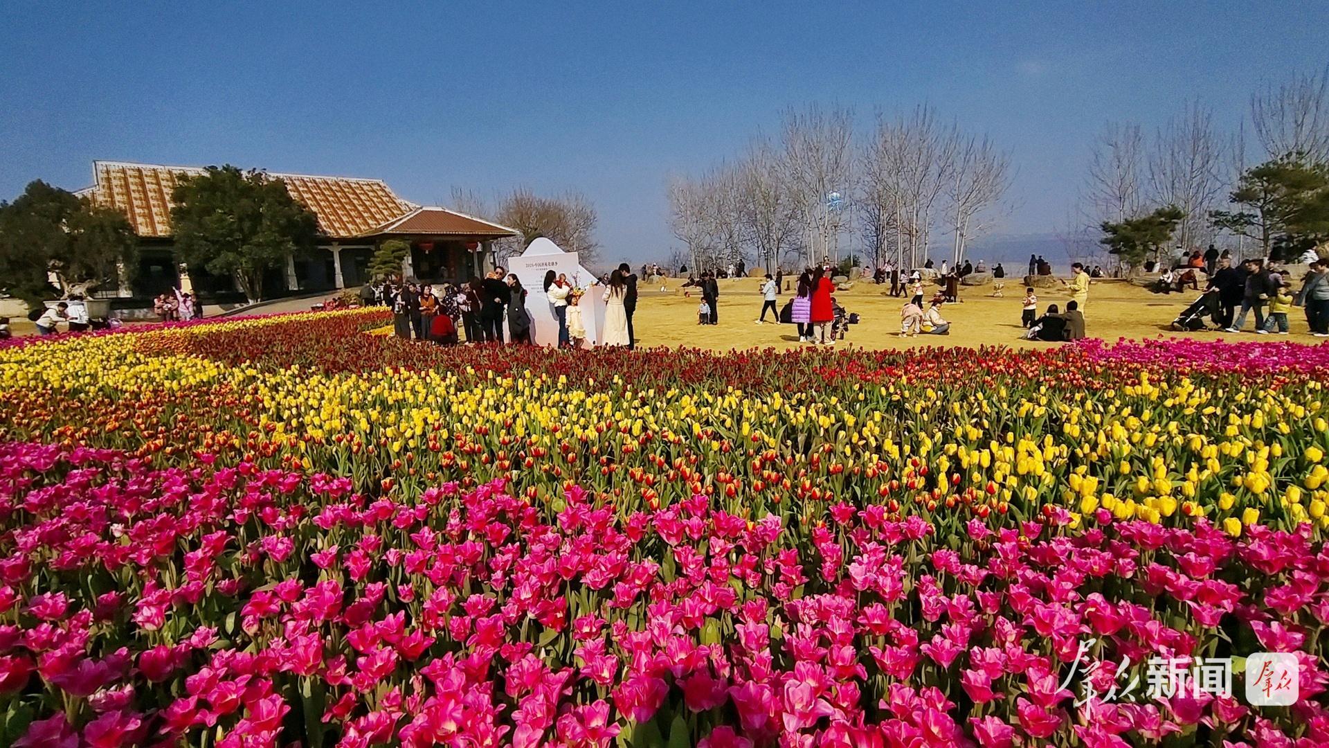 快来!20万株郁金香惊艳绽放中国唐苑 快来!20万株郁金香惊艳绽放中国唐苑