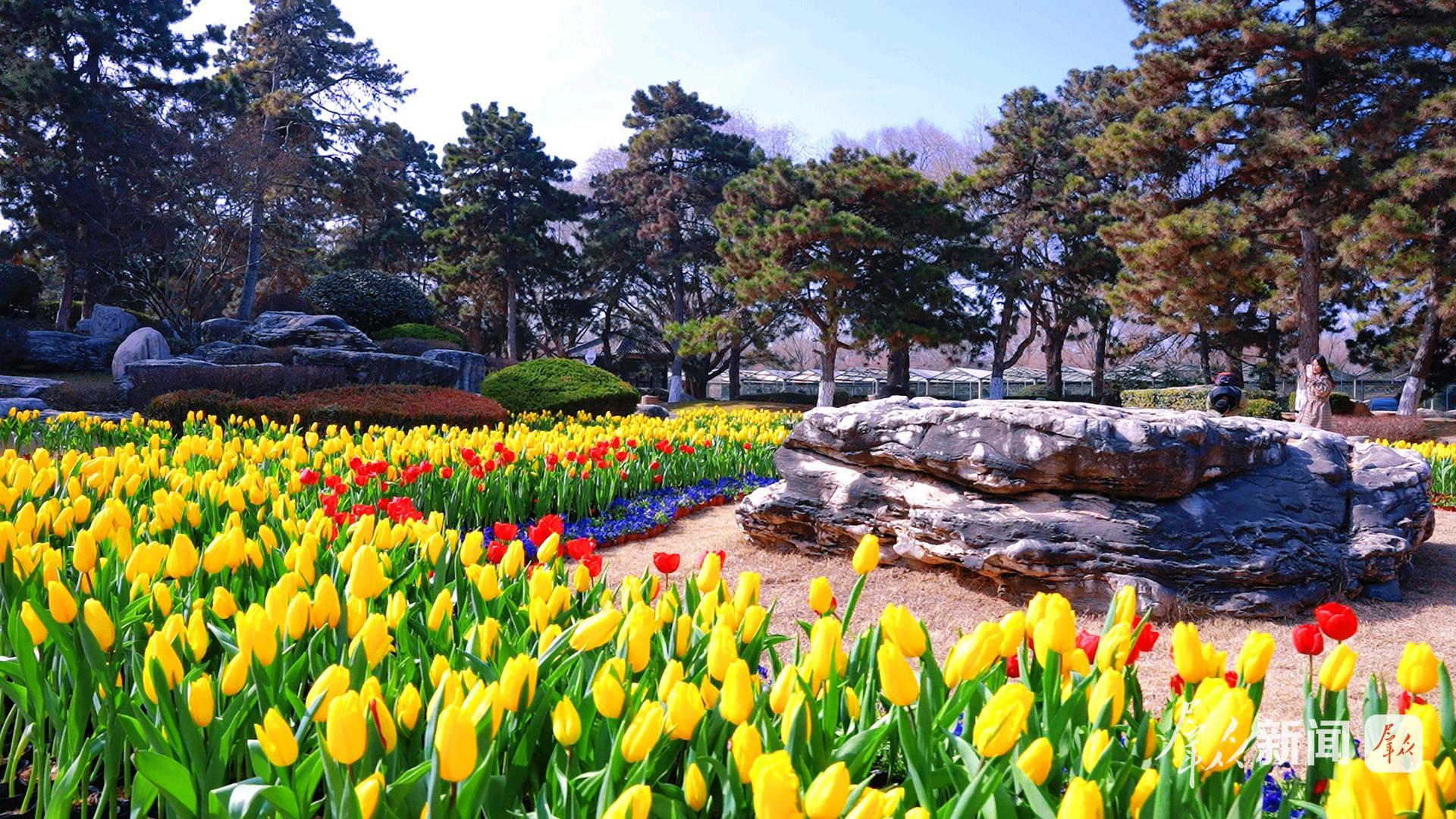 快来!20万株郁金香惊艳绽放中国唐苑 快来!20万株郁金香惊艳绽放中国唐苑