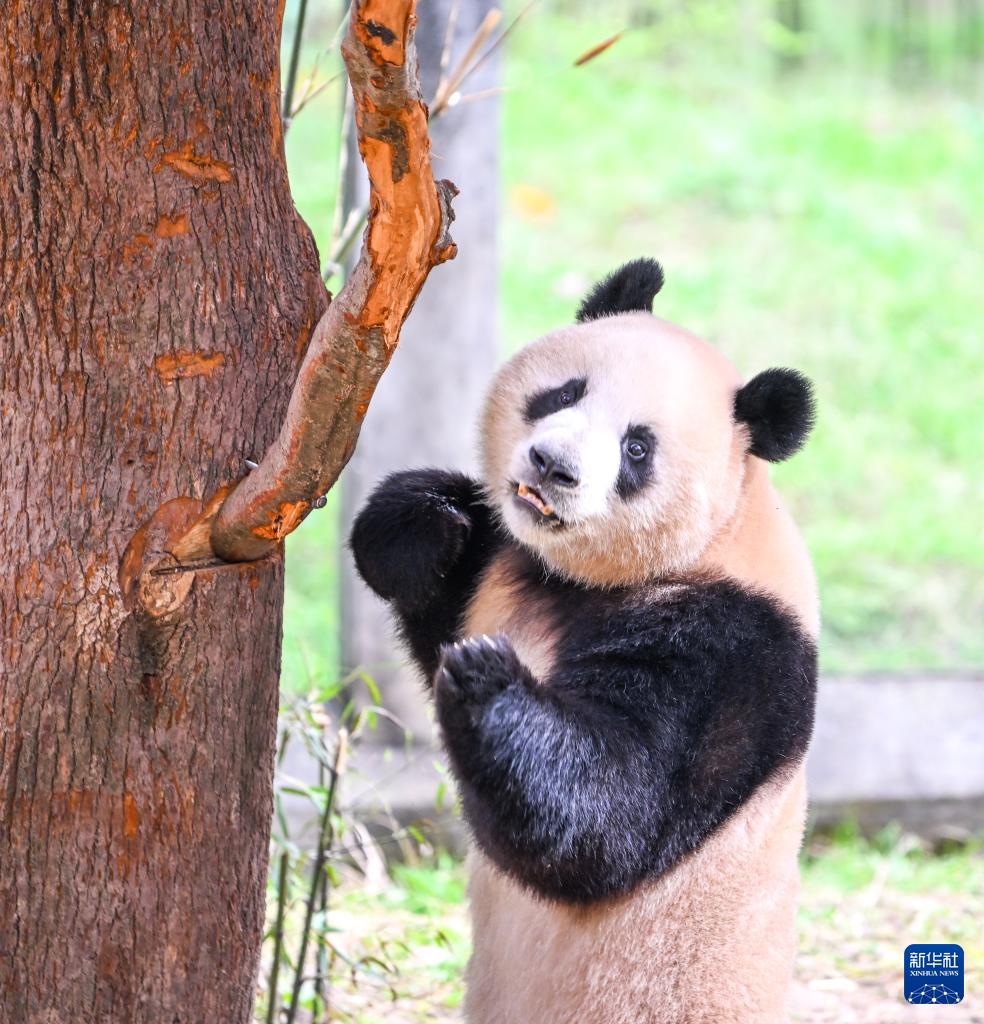 重庆动物园大熊猫户外享暖阳