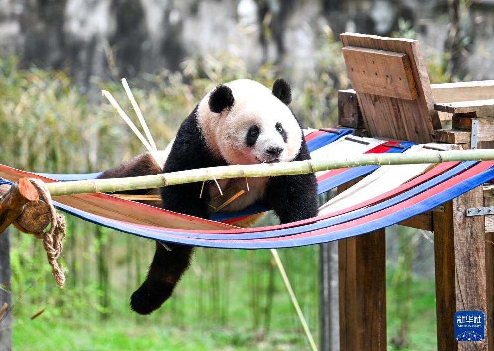 重庆动物园大熊猫户外享暖阳