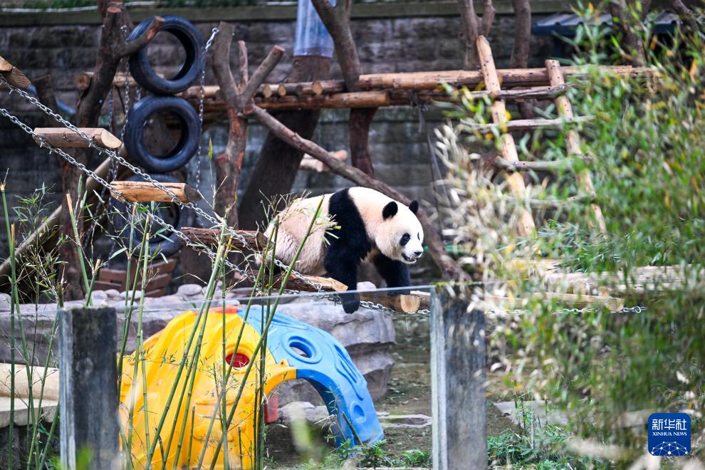 重庆动物园大熊猫户外享暖阳