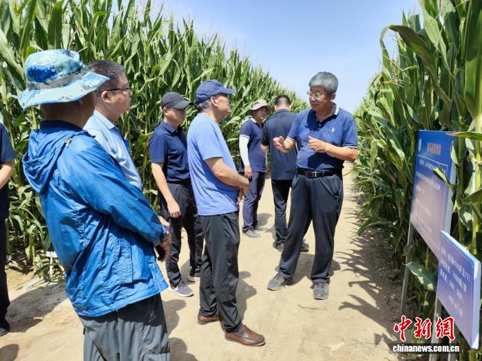 中国农业科学院西部农业研究中心专家李少昆(右)向农业农村部相关领导介绍试验示范田建设。薛军 摄