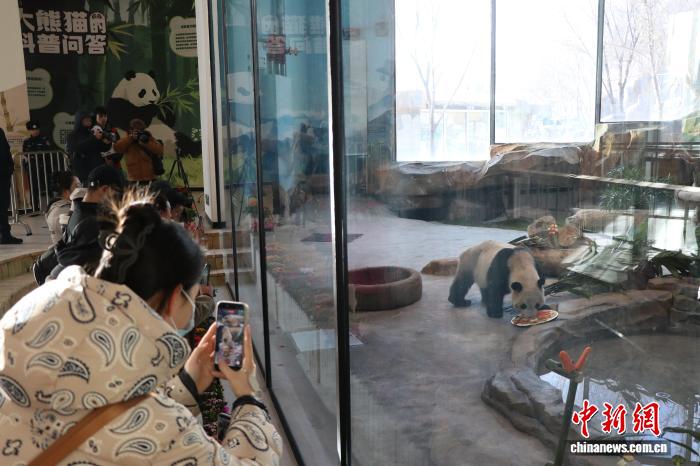 2月19日，乌鲁木齐市水上乐园大熊猫馆内，游客在给大熊猫拍照。　苟继鹏 摄