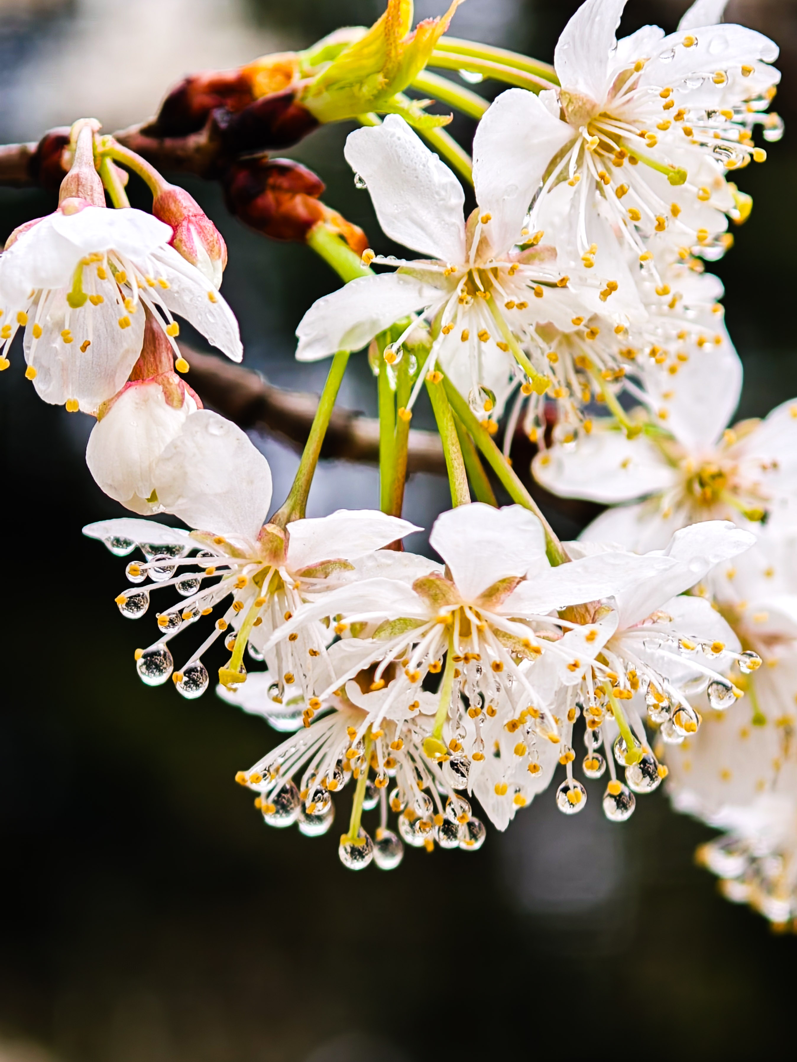 春光加 “碚” 市民共赴赏花之约