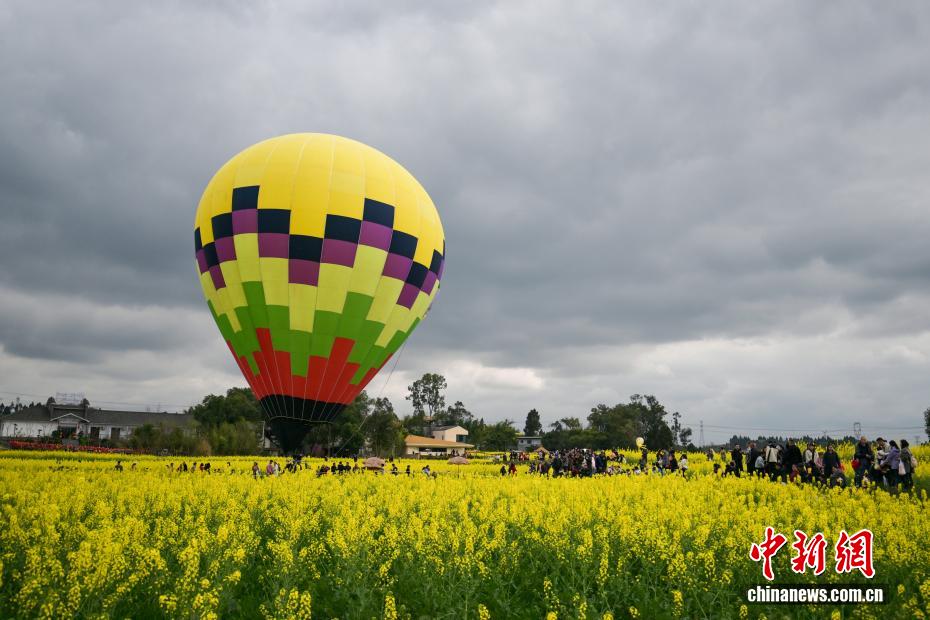 四川仁寿“菜花坞”金黄油菜花醉游人 四川仁寿“菜花坞”金黄油菜花醉游人