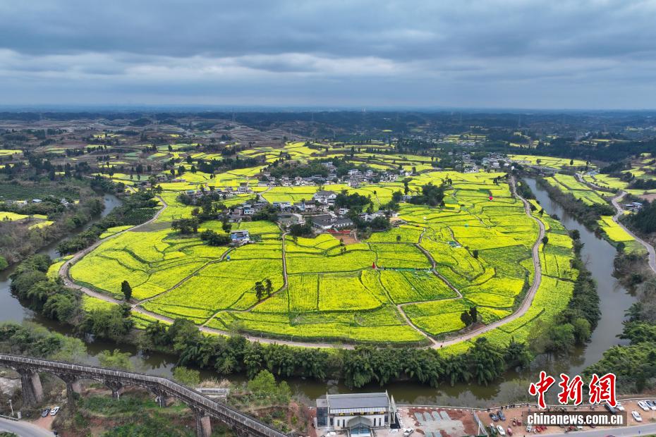 四川仁寿“菜花坞”金黄油菜花醉游人 四川仁寿“菜花坞”金黄油菜花醉游人