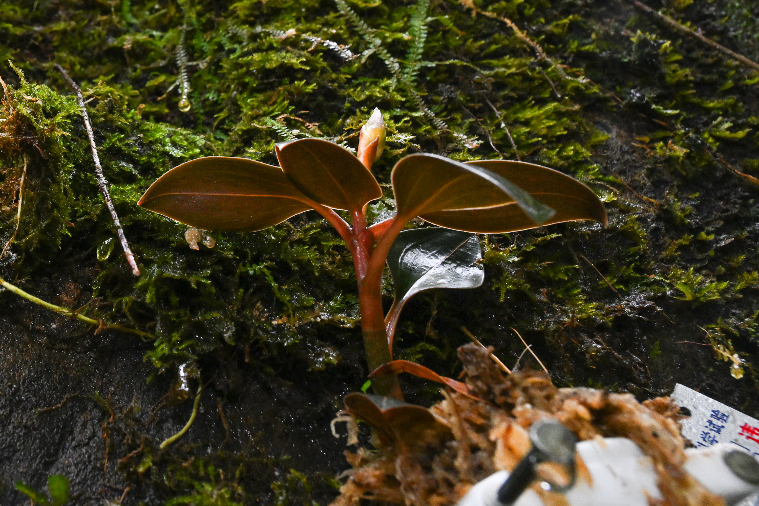 福建：喜迎“世界野生动植物日”，开展多花兰、血叶兰野外回归活动
