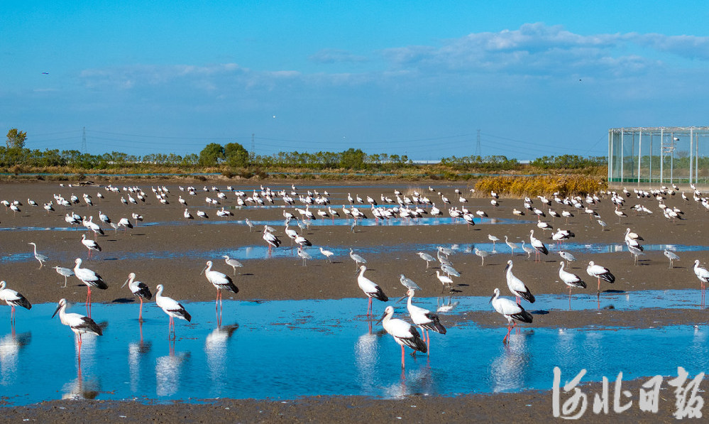 奋进的河北丨产业向绿 生态向美