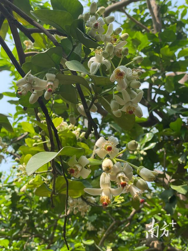 柚润南福|报告文学 柚润南福|报告文学