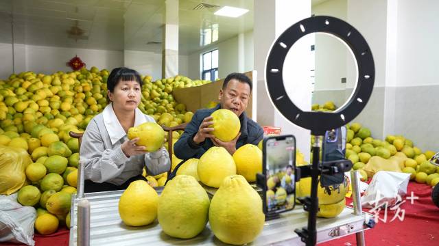 柚润南福|报告文学 柚润南福|报告文学