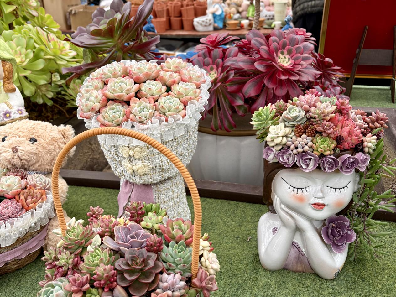 冷凉资源变身热产业 周宁花卉铺就乡村振兴“繁花路”