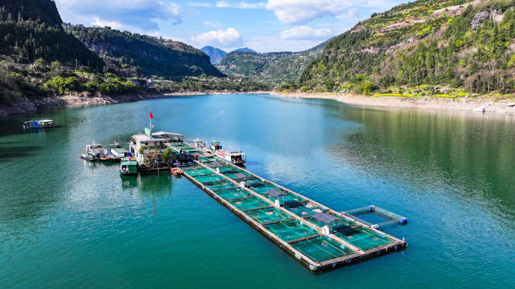 野化驯养基地助力长江水生物种生态修复