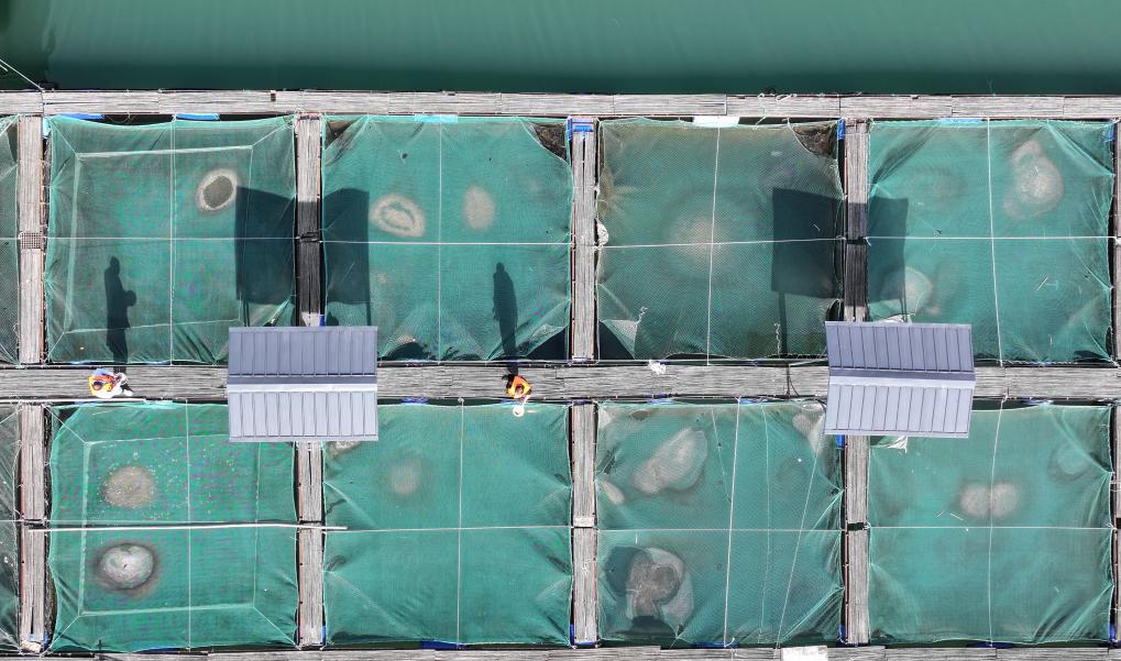 野化驯养基地助力长江水生物种生态修复