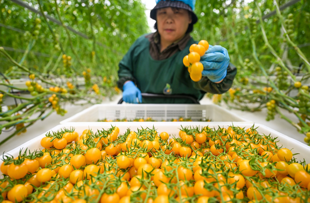 打卡河北雄安智慧农业科技园