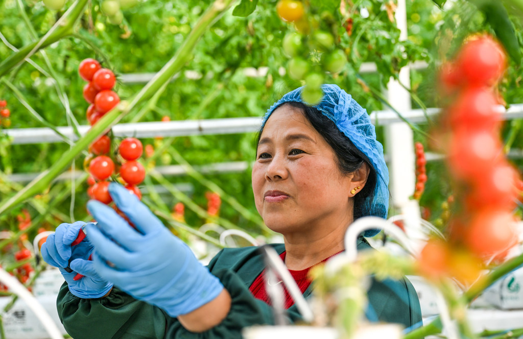 打卡河北雄安智慧农业科技园