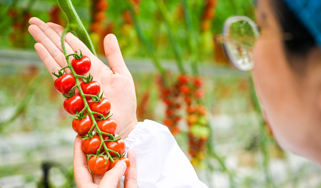 打卡河北雄安智慧农业科技园