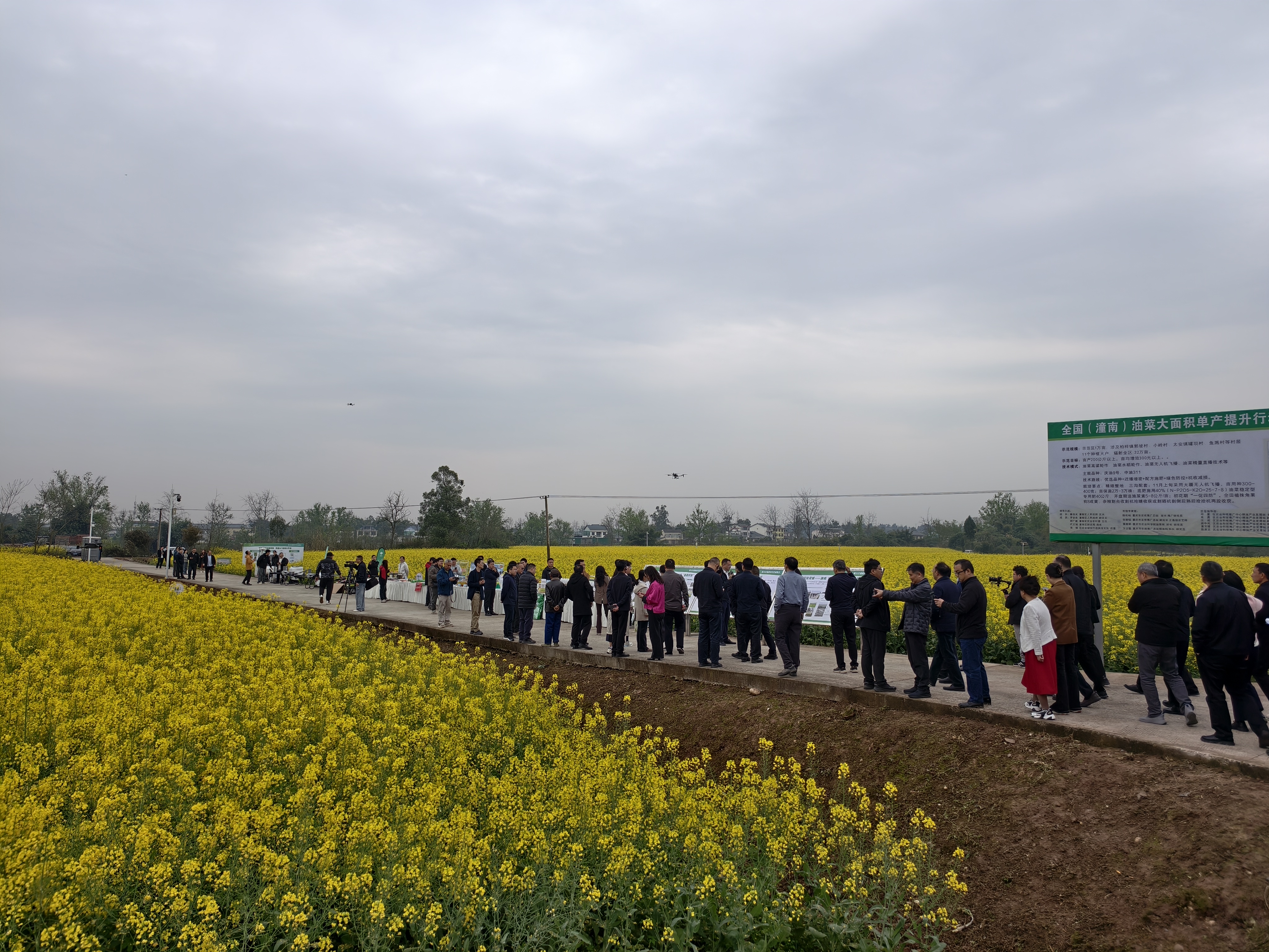 向产量“十九连增”冲刺!重庆市油菜播种面积增至458.9万亩 向产量“十九连增”冲刺!重庆市油菜播种面积增至458.9万亩