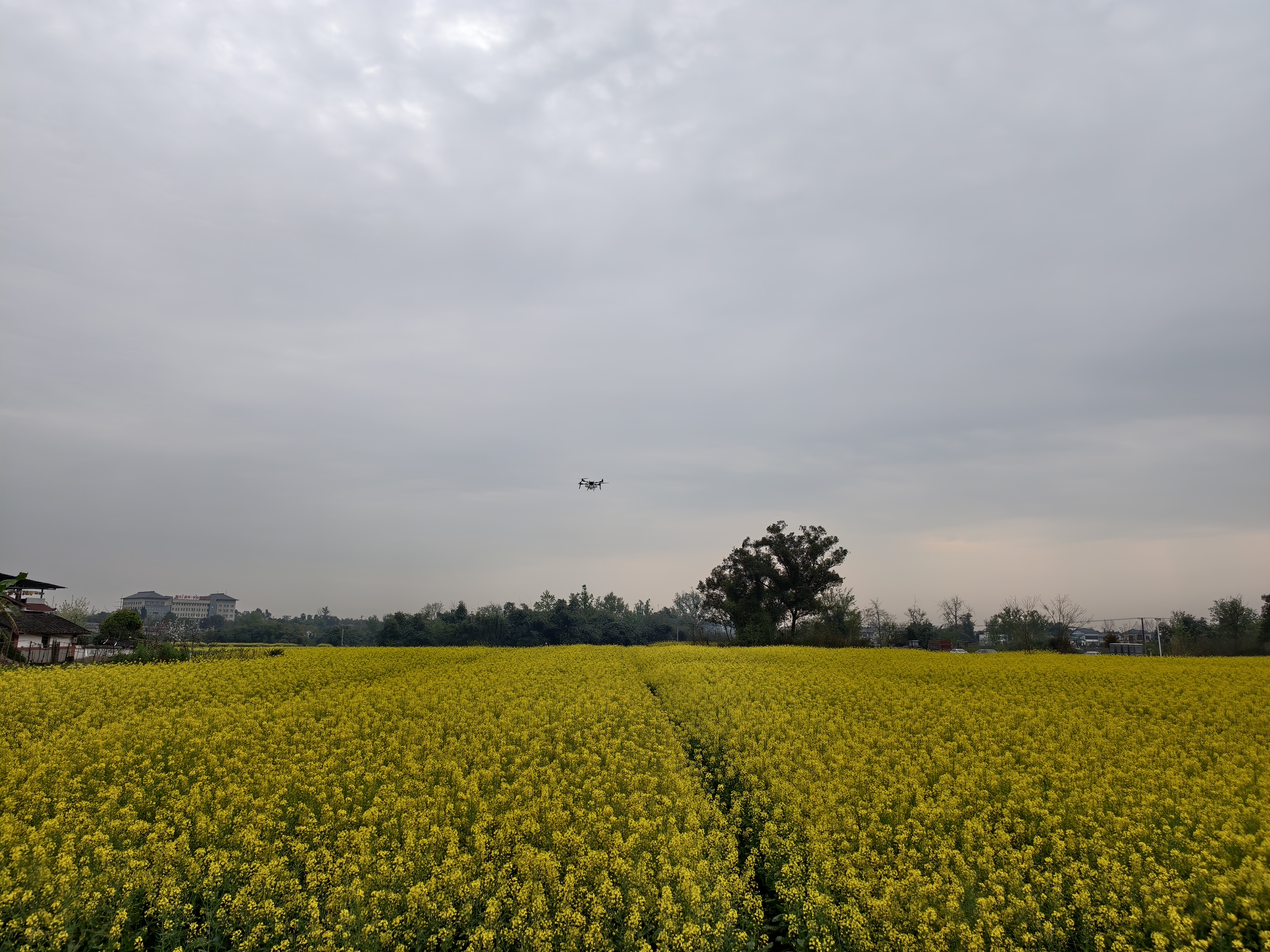 向产量“十九连增”冲刺!重庆市油菜播种面积增至458.9万亩 向产量“十九连增”冲刺!重庆市油菜播种面积增至458.9万亩