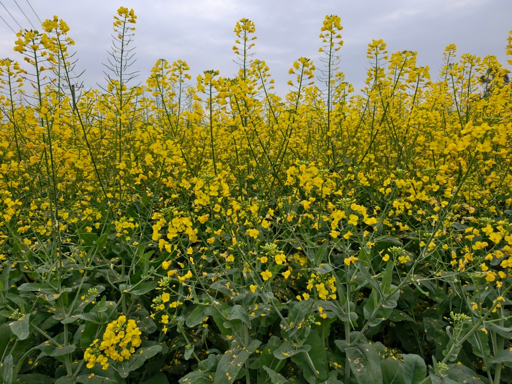 向产量“十九连增”冲刺!重庆市油菜播种面积增至458.9万亩 向产量“十九连增”冲刺!重庆市油菜播种面积增至458.9万亩
