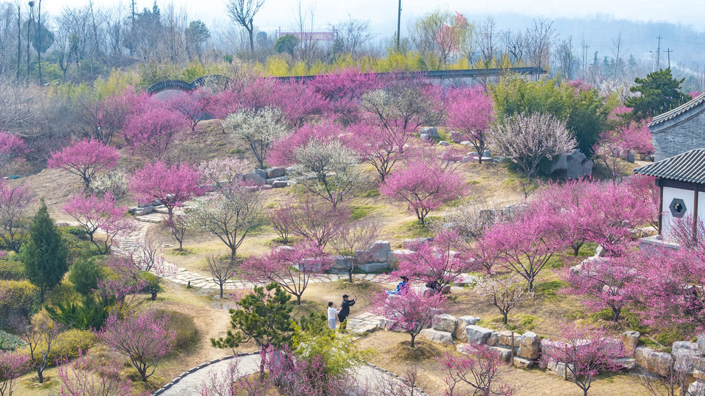 春到磁州 梅绽水墨