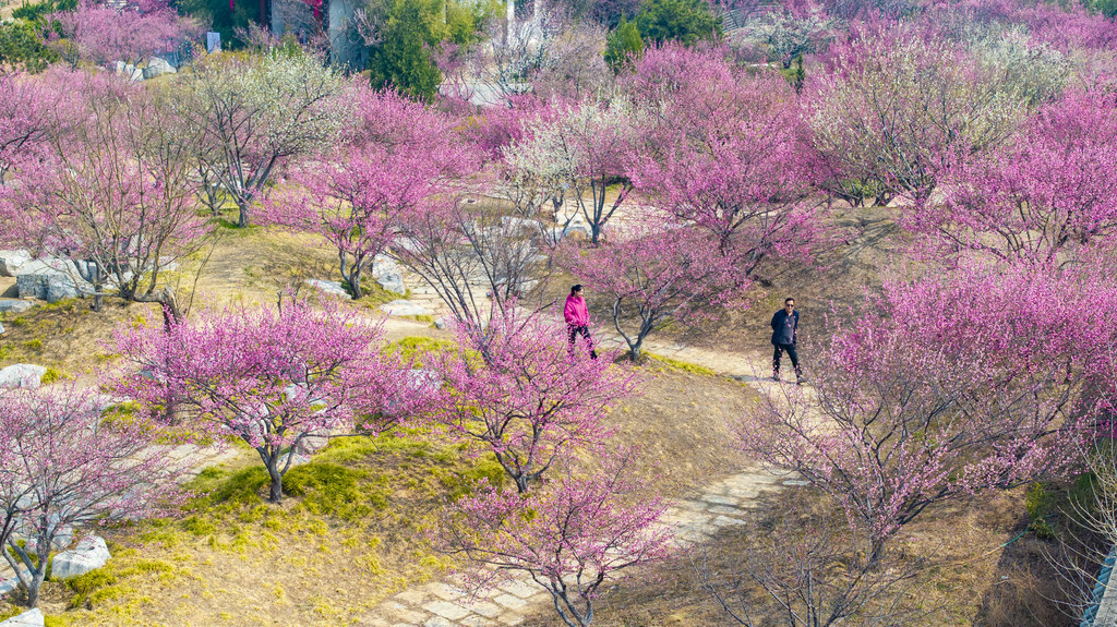 春到磁州 梅绽水墨