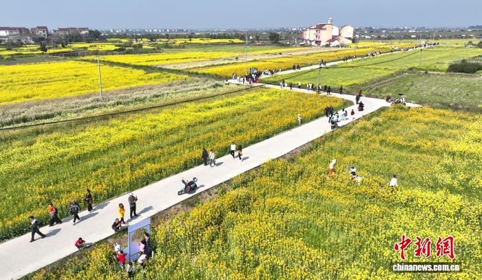 (乡村行·看振兴)江西樟树千亩油菜花开 农文旅融合助增收