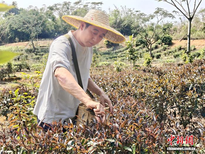广东台山头春红茶香飘海内外